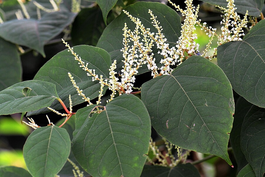 Japanese knotweed