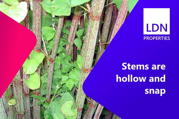 Japanese knotweed hollow stems visible through back yard of house that someone wants to sell