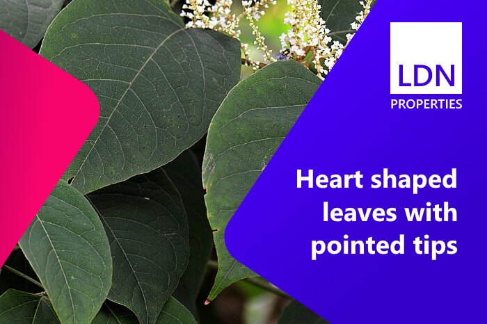 Leaves visible in garden of house selling with Japanese knotweed