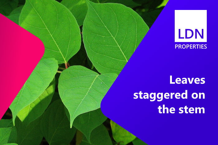 Japanese knotweed discovered in garden when looking to sell house