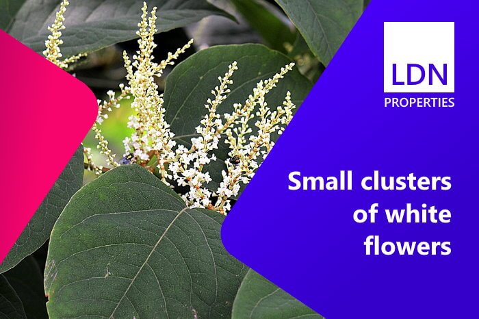 Selling house with Japanese knotweed growing in the garden