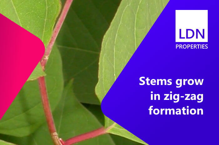 Selling a house with Japanese knotweed zig-zag stems visible in the front garden