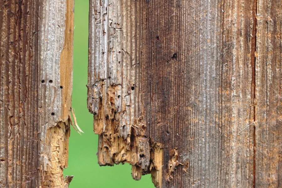 Selling a house with rot problems